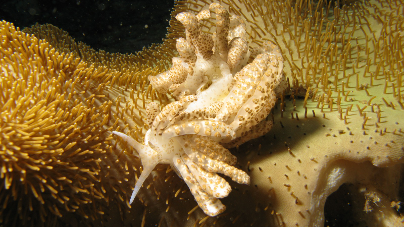 Illustration for article titled Striking Photographs Of Sea Slugs Expose The Alien World Under the Sea